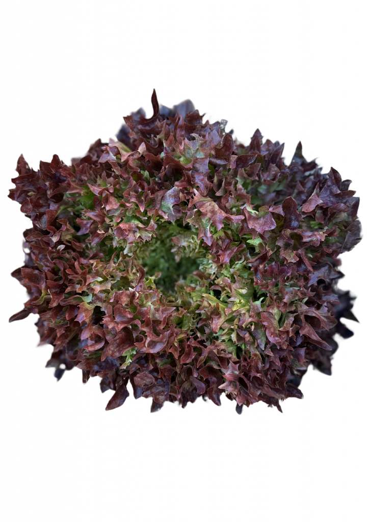 Salanova rouge tonfoni