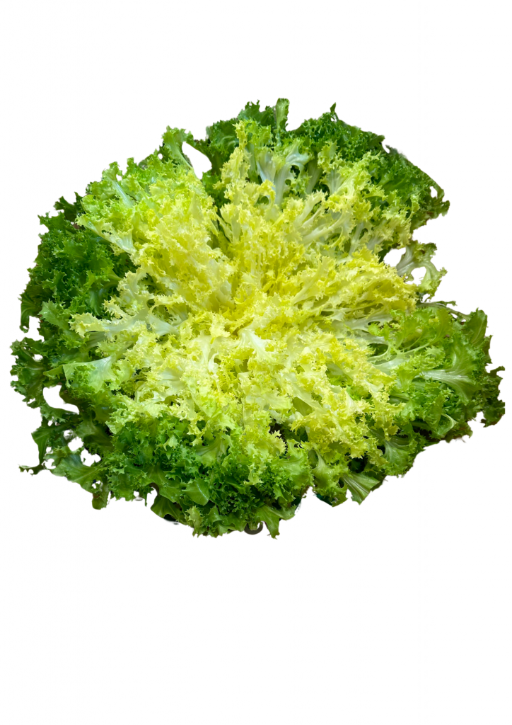 Salade frisée tonfoni