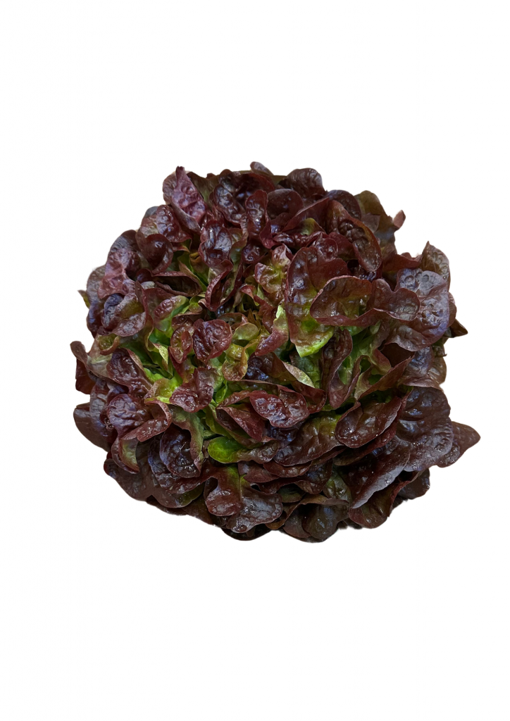 Feuille de chêne rouge tonfoni