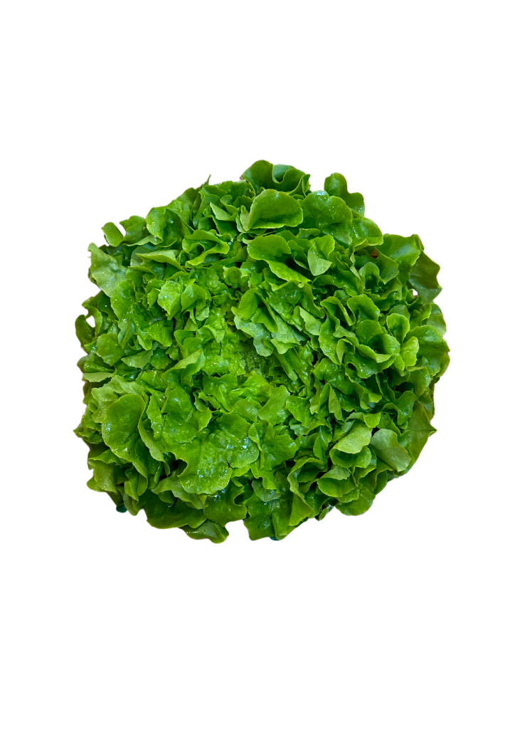 Feuille de chêne blonde tonfoni