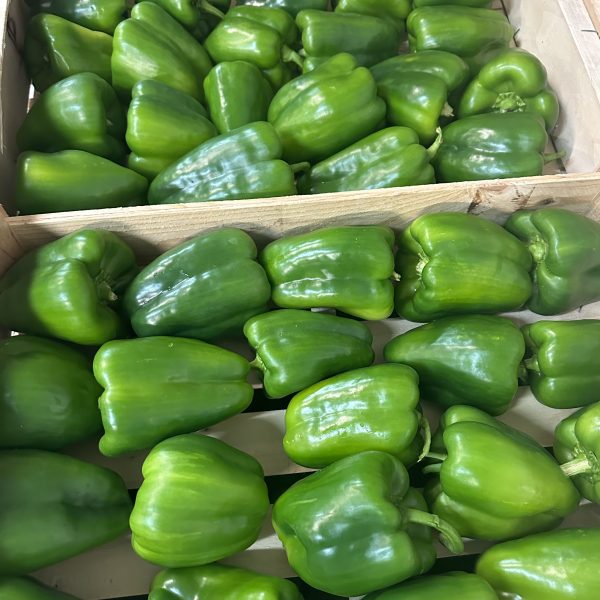 Poivron vert tonfoni