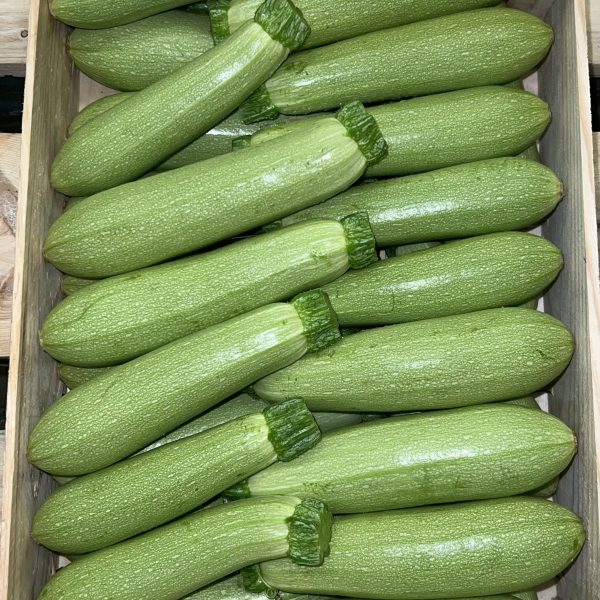 Courgette blanche tonfoni