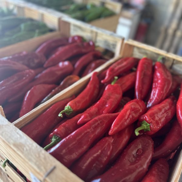 Poivrons corne de bœuf rouge tonfoni