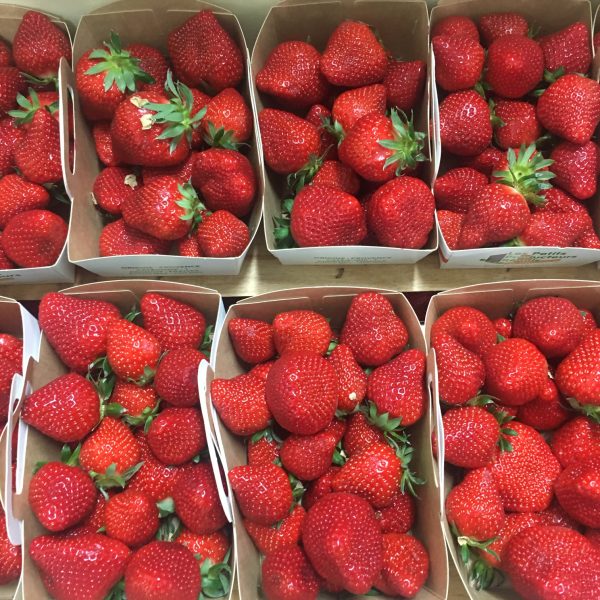 Fraise ronde Cléry tonfoni