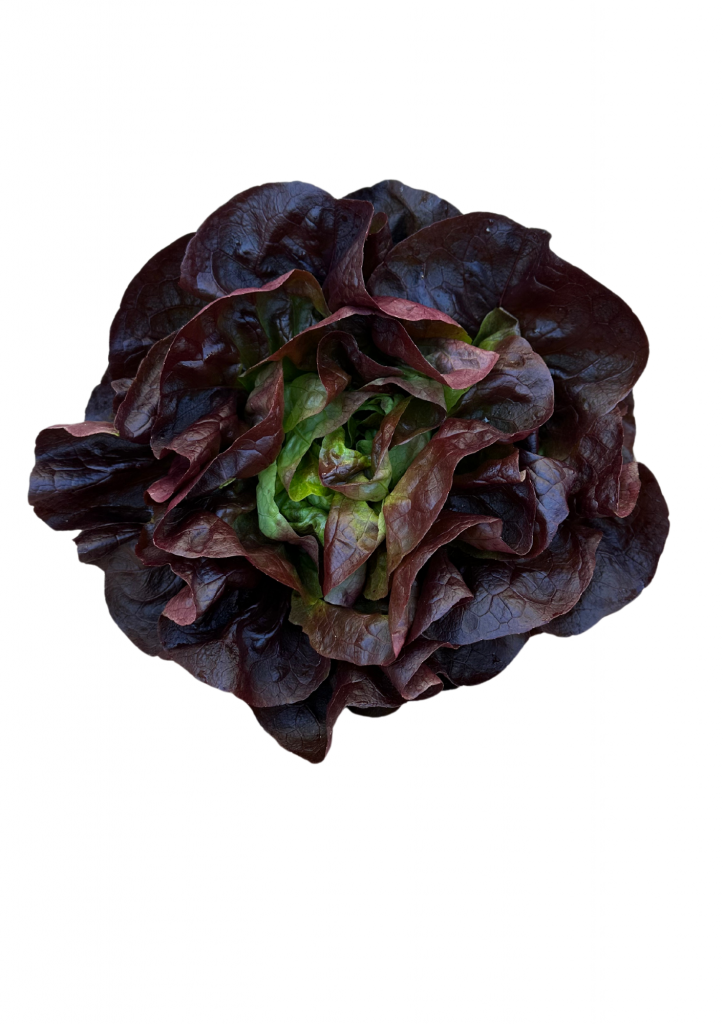 Laitue rouge tonfoni