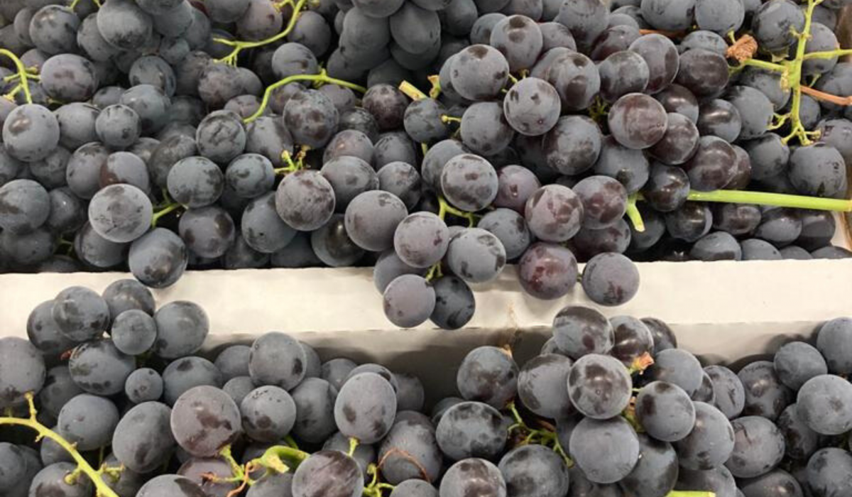 Raisin muscat tonfoni