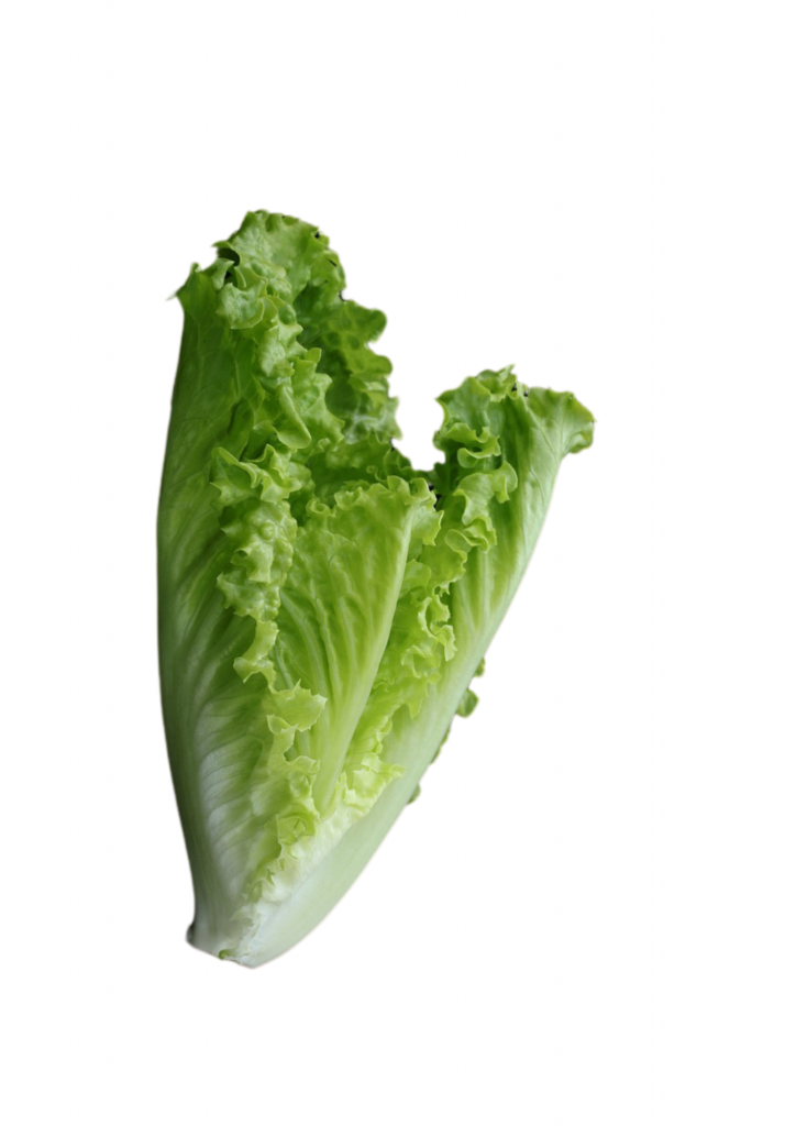 Salade Romaine nouvelle vaglio